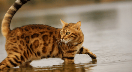 bengal cat