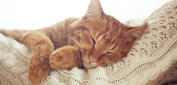 sleeping cat with liver disease
