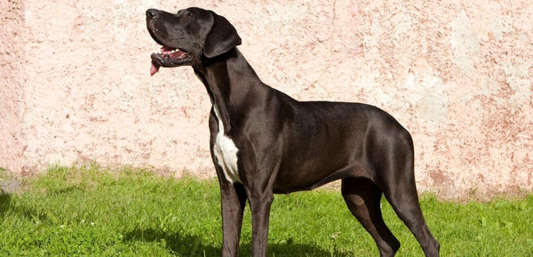 great dane giant dog breed