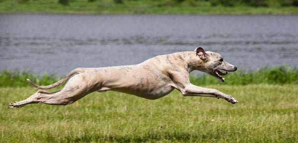 greyhound dog breed