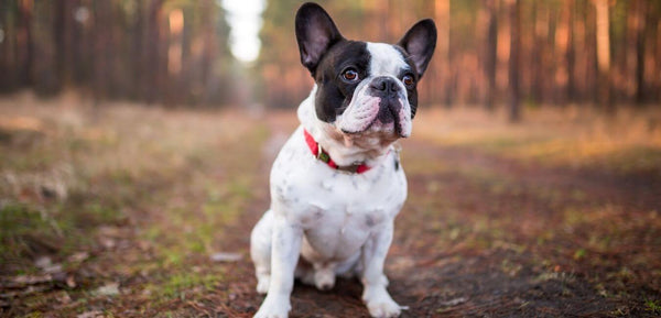 french bulldog breed