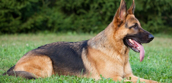 german shepherd dog breed