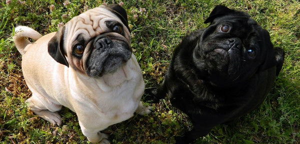 pug small dog breed