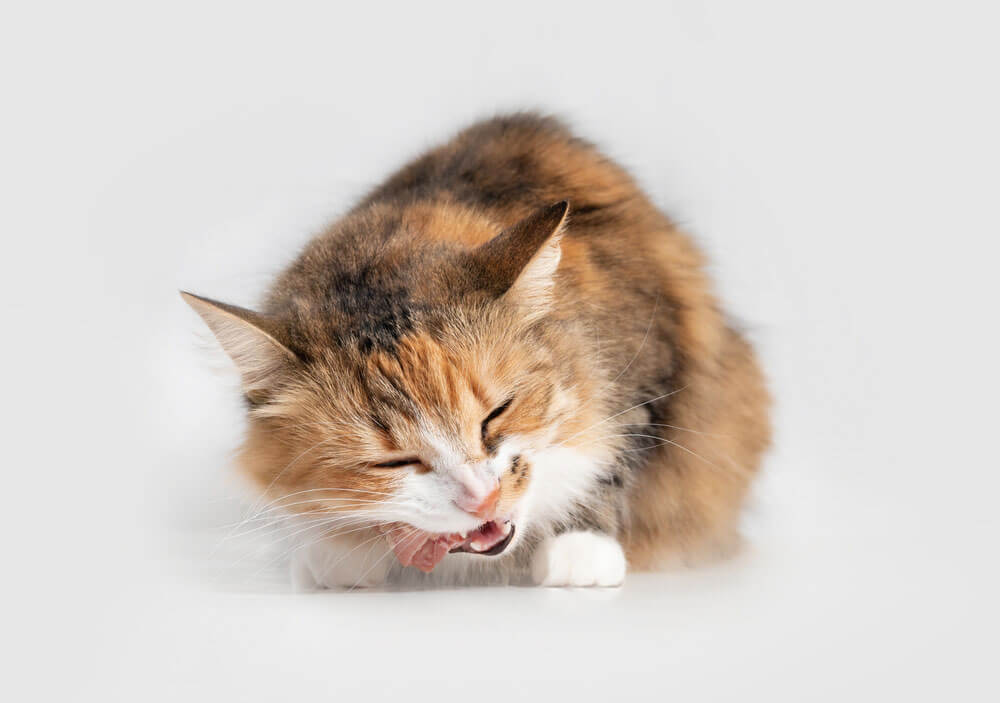 Cat Dental Diet