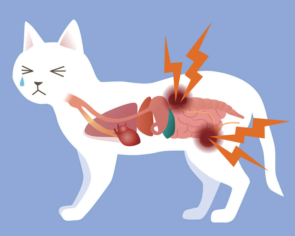 Cats organ and urologic disease