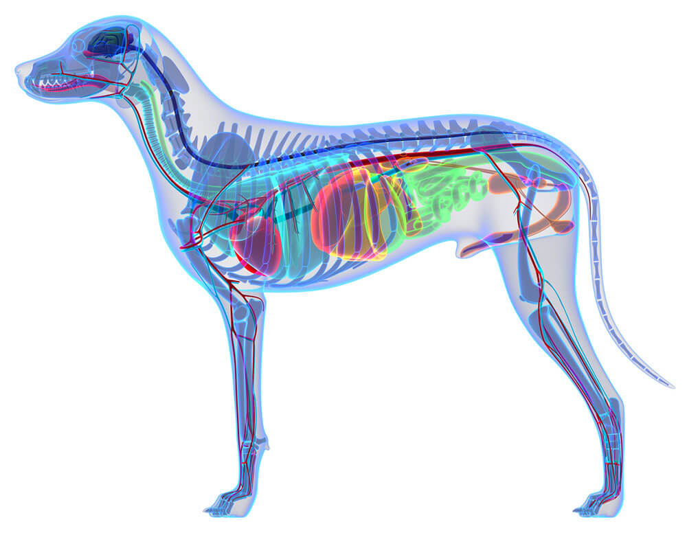 Dog Anatomy