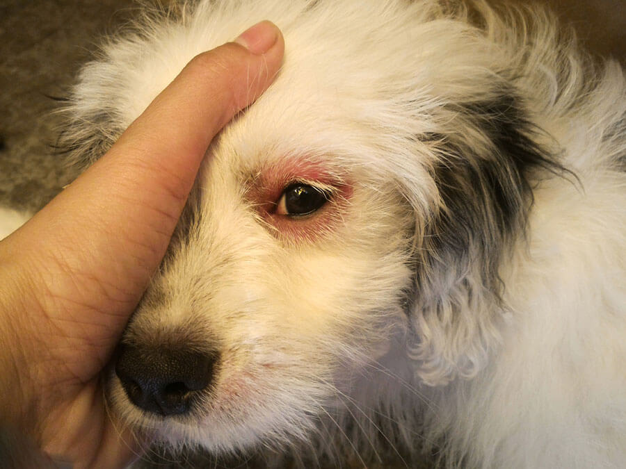 Dog with irritated red eyes