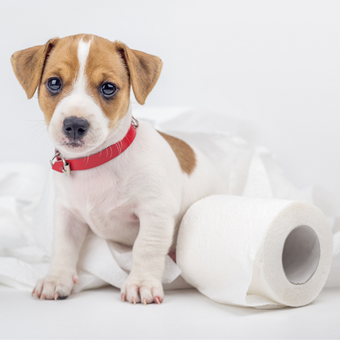 cute dog toilet roll mess