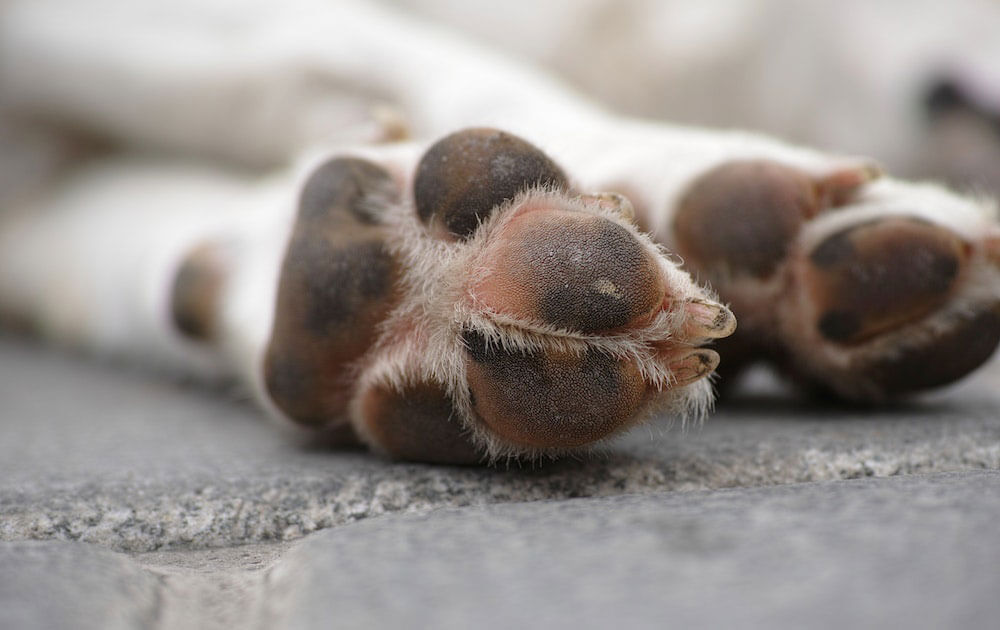 Dogs paws