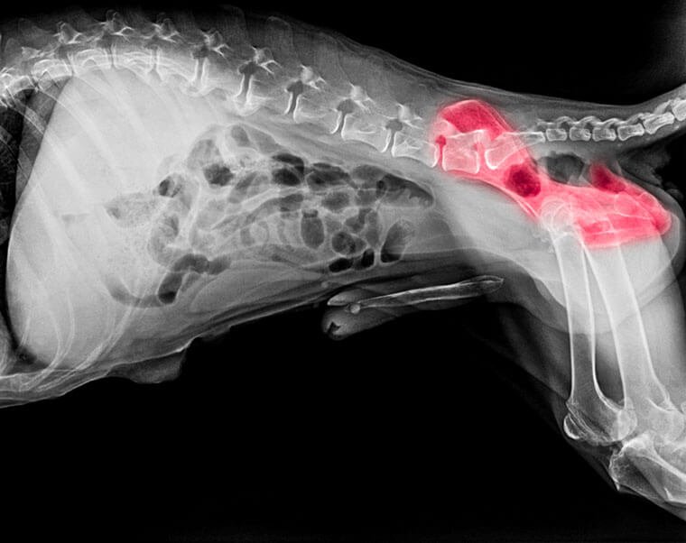 Dogs with Hip Dysplasia