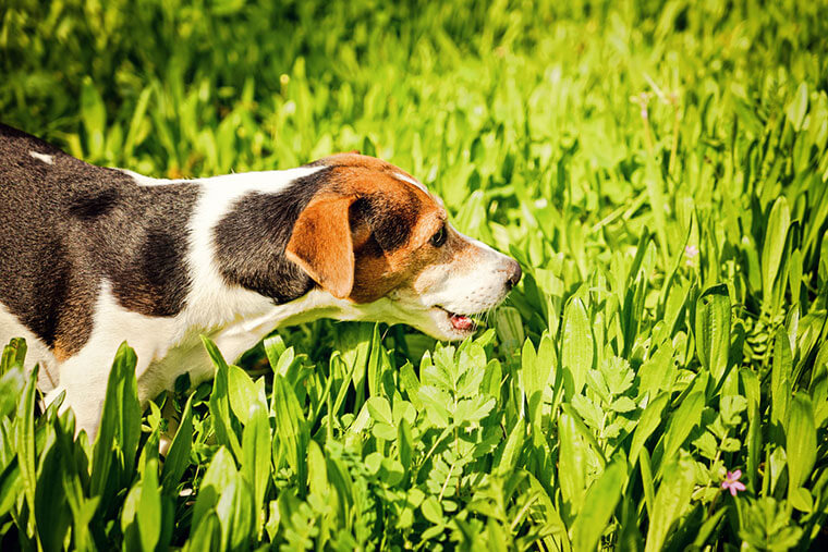 Foods high in probiotics for Dogs