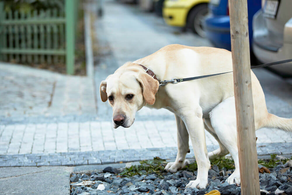 Golden Labrador pooping on a walk