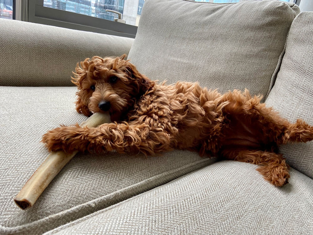 Goldendoodle chewing on a bone