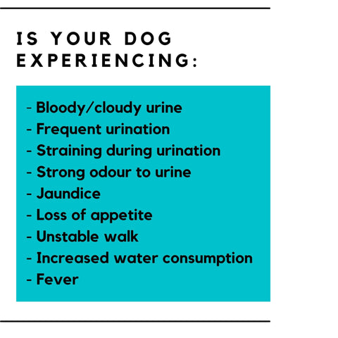 symptoms of a uti in dogs