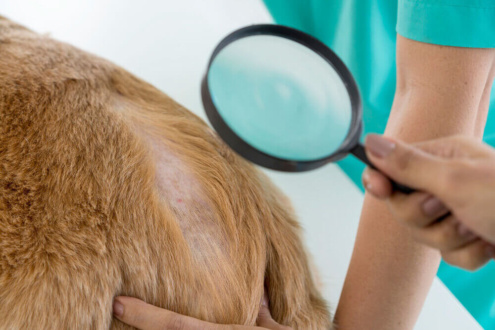 Skin allergies in dogs