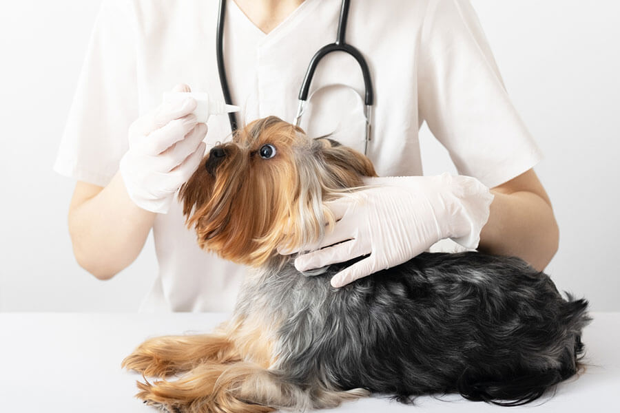 Symptoms-of-conjunctivitis-in-dogs