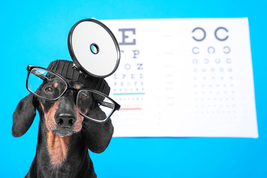 The-benefits-of-dog-eye-supplements