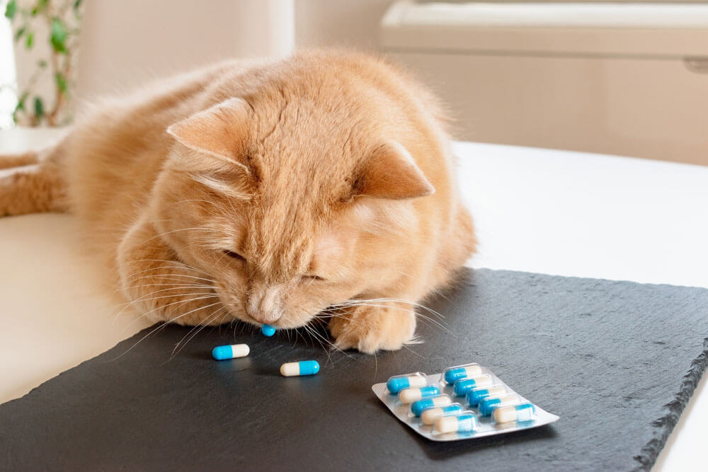 The-best-cat-probiotics