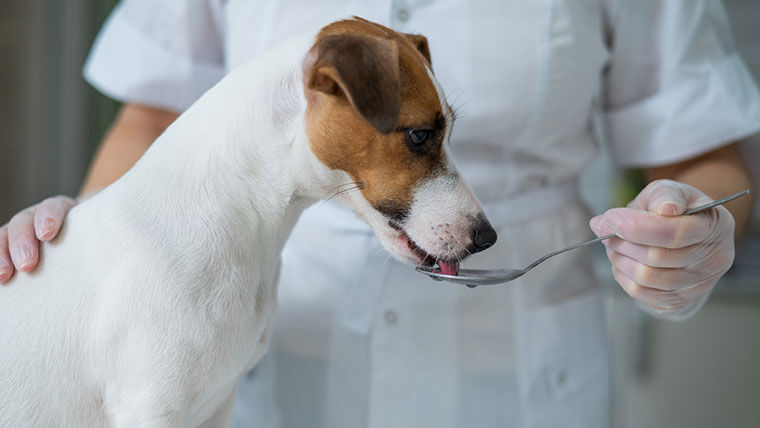 Type of Probiotics for Dogs