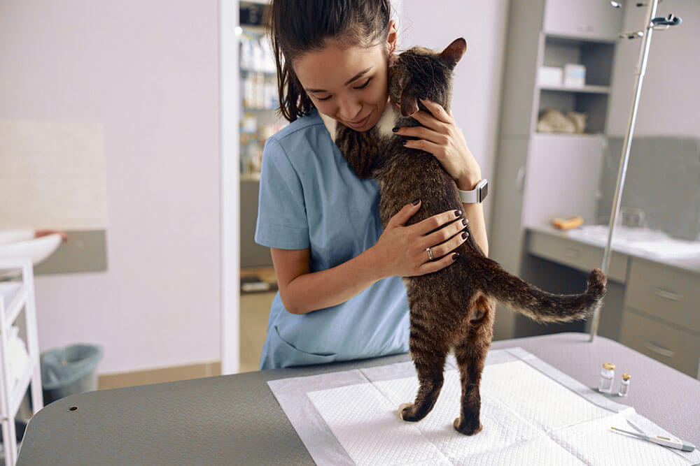 Veterinarian trainee in uniform embraces adorable tabby cat