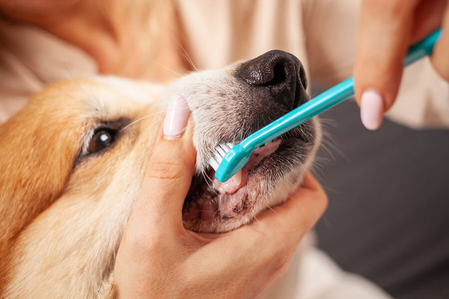 Woman brushes dog's teeth with toothbrush