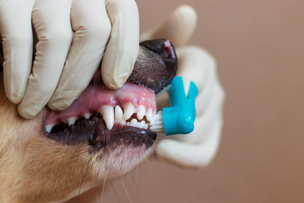 Brushing Dog's Teeth