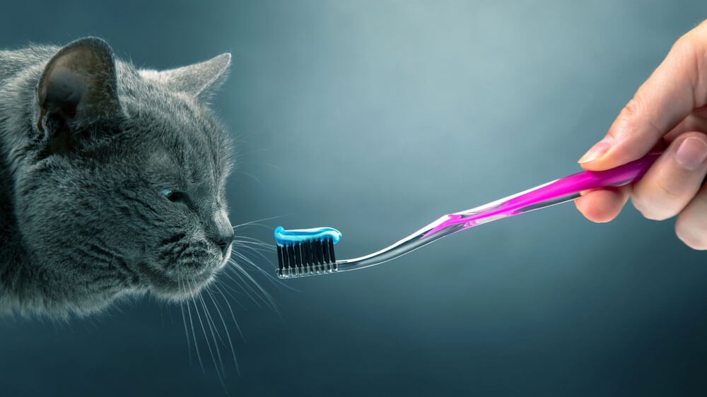 Cat Toothpaste and a cat Toothbrush