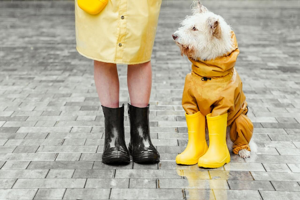 Dog footwear