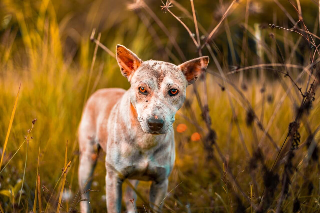 Dog to relieve itching