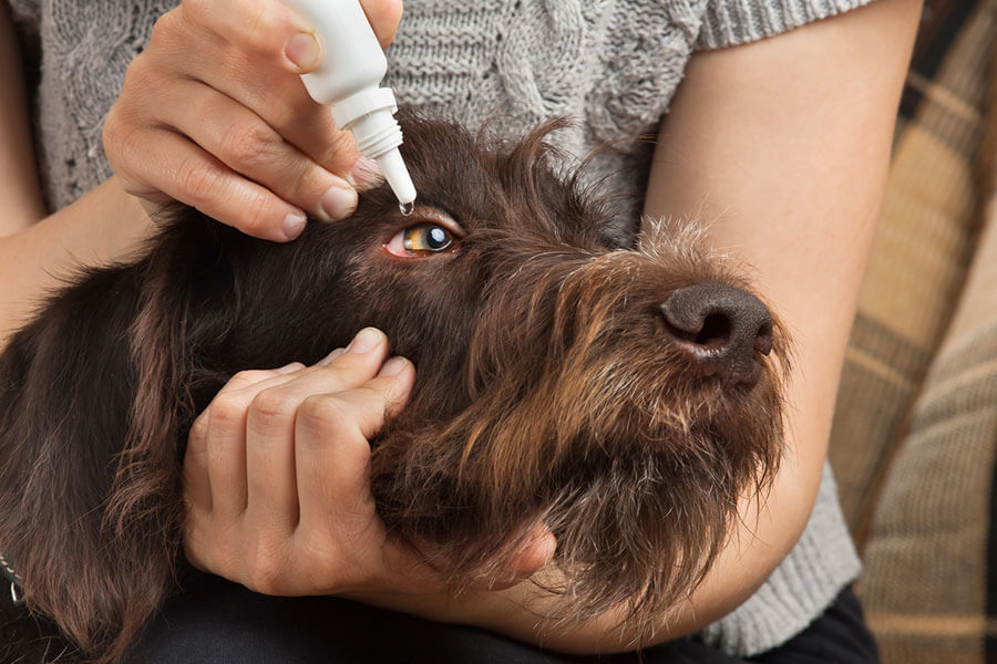 Dripping antibiotic drops to eyes of dog