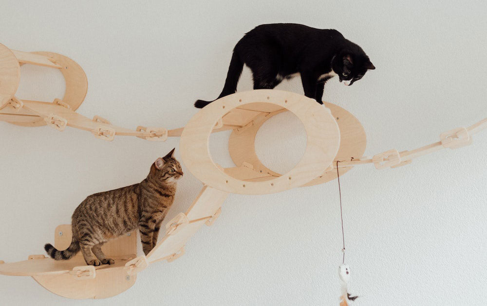 Best Interactive Cat Toys :8 Ways to Engage Your Feline's Body and Mind