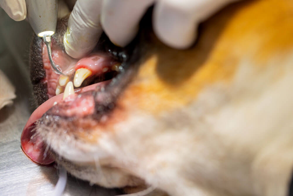Removing dental plaque from a dog's teeth