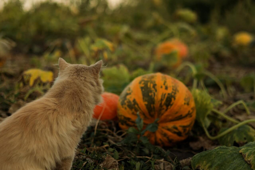 vitamins for cats