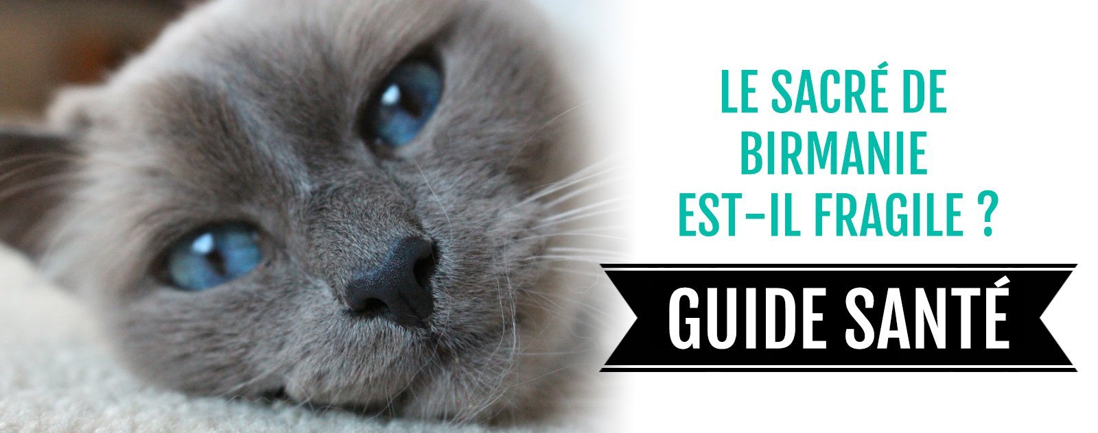 Le Sacre De Birmanie Est Il Fragile Le Guide Sante Chat Pristi