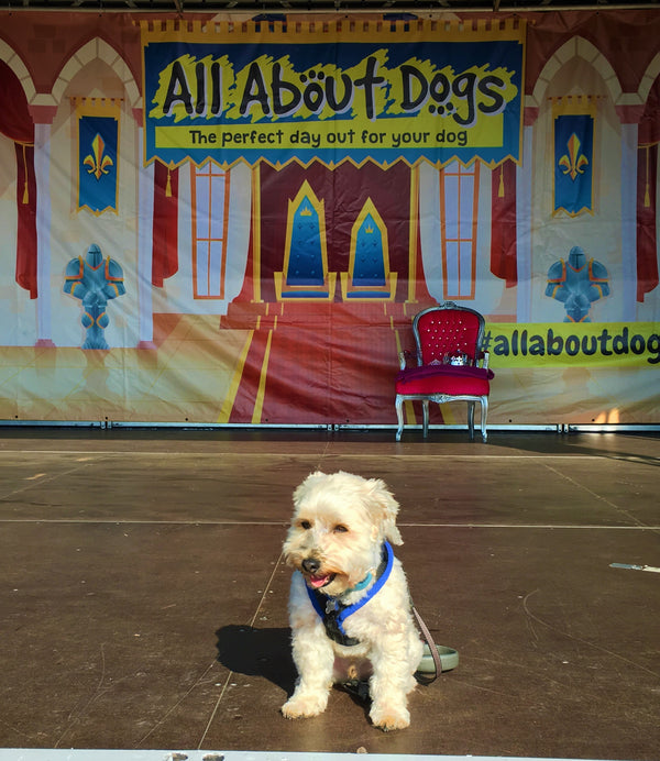 All About Dogs Newark Showground Tatty Head