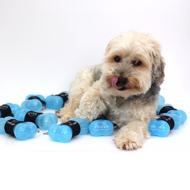 hugo the yorkie poor tatty head brand ambassador with blue treat dispensers 