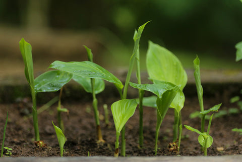 grow your own turmeric