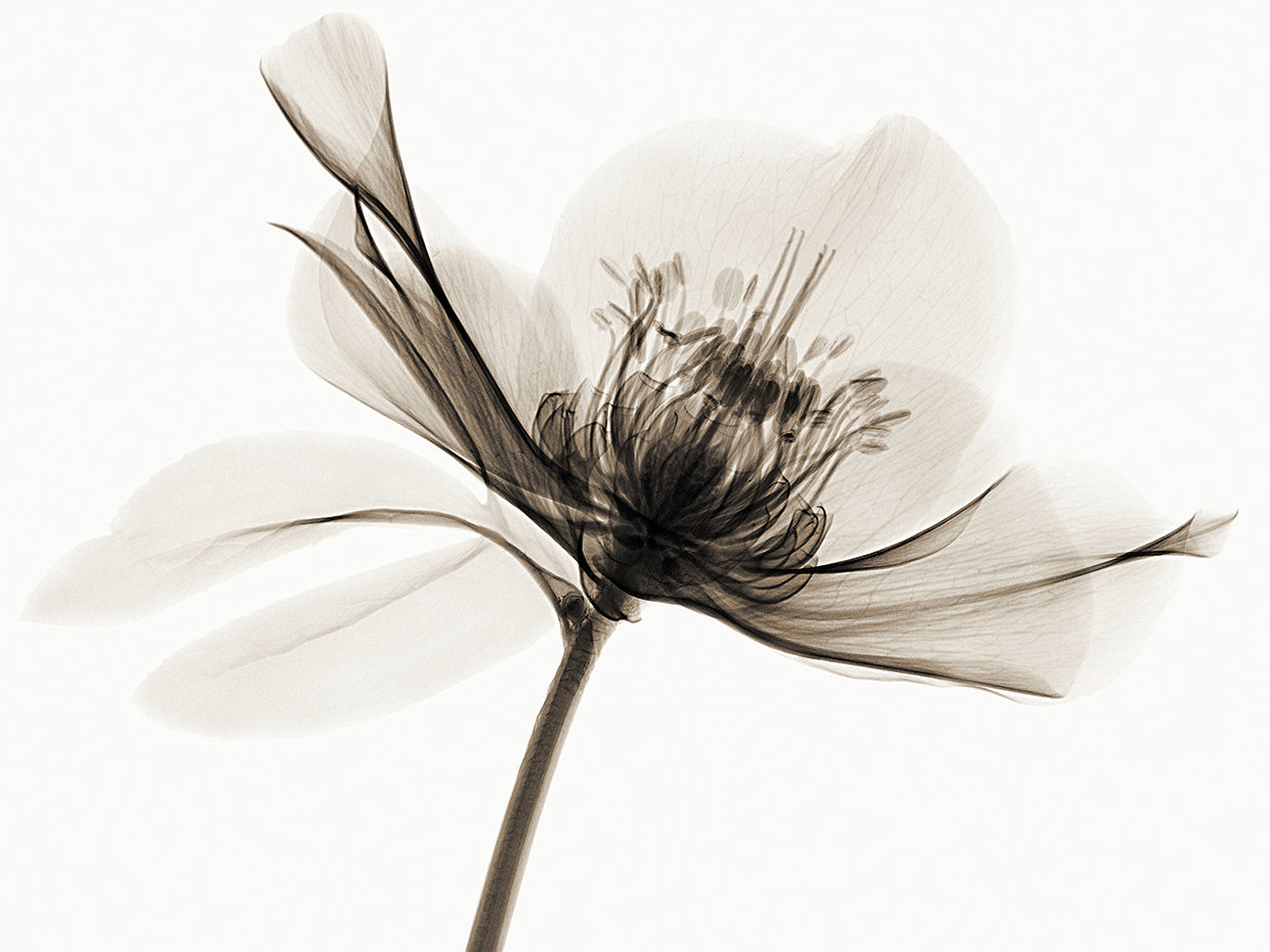 Hellebore II by Robert Coop | FineArtCanvas.com – Fineartcanvas.com