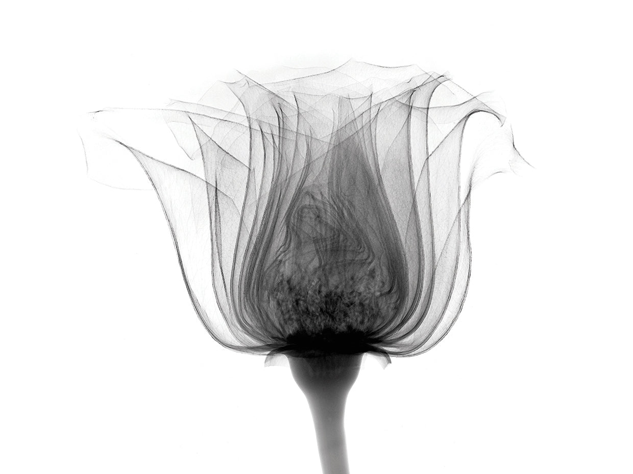 Rose ,Noma X-Ray by Bert Myers | FineArtCanvas.com – Fineartcanvas.com