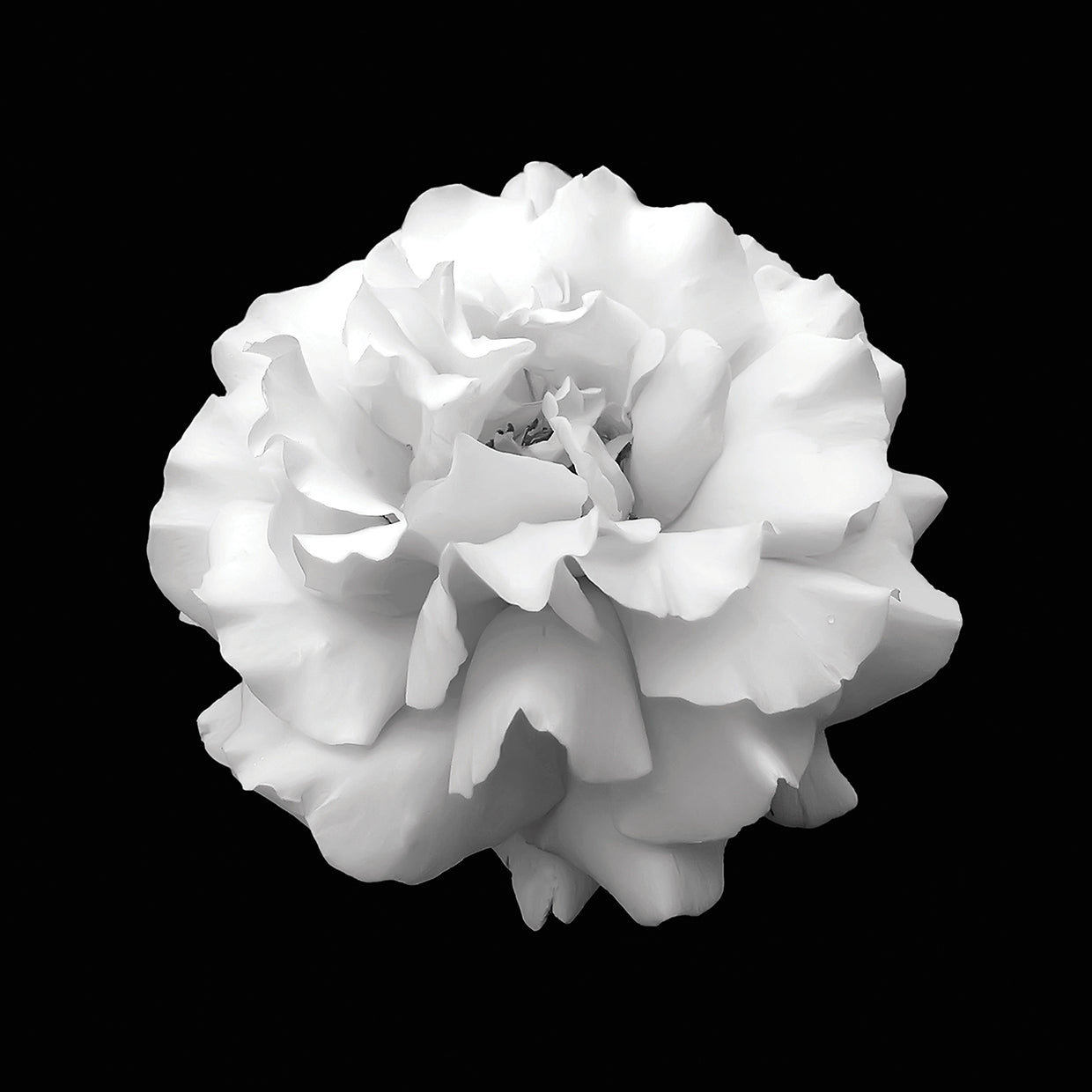 Wild White Rose Dressed in Black by DP Gallery | FineArtCanvas.com ...