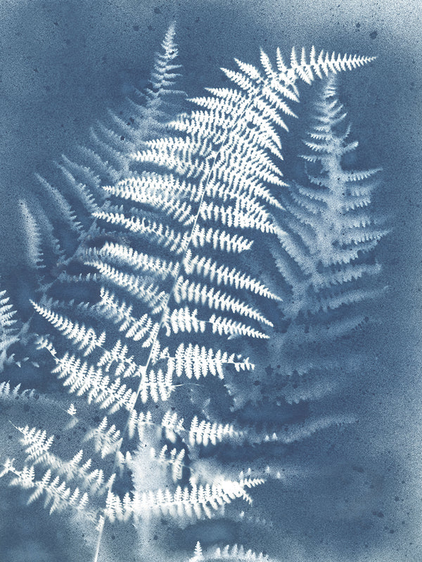 Cyanotype Print 