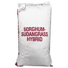 Sugar Grazer, Sudan Sorghum