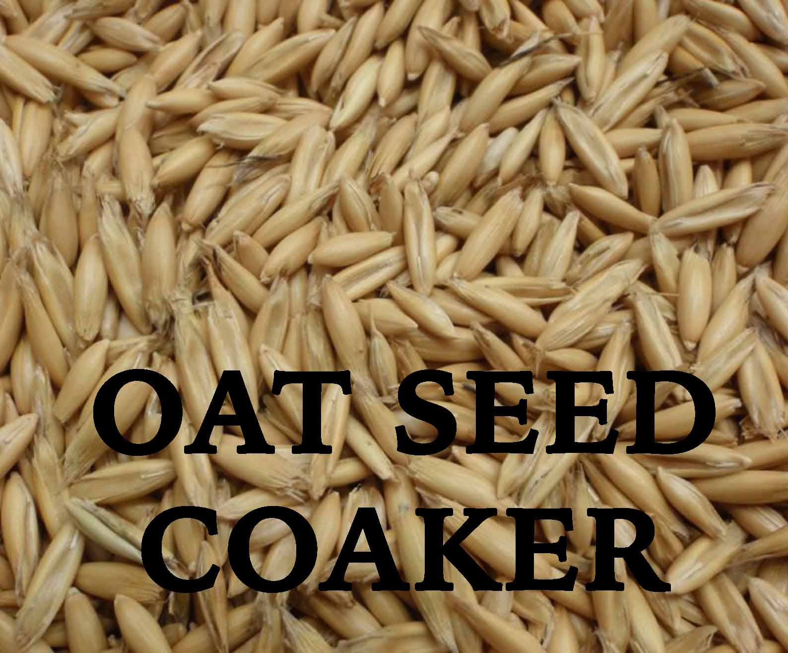 Oat Seed, Coaker or Bob, 50lb – G&DFarms