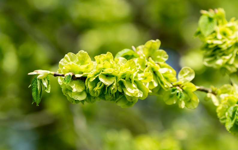 Slippery Elm: Soothing Nature's Gift