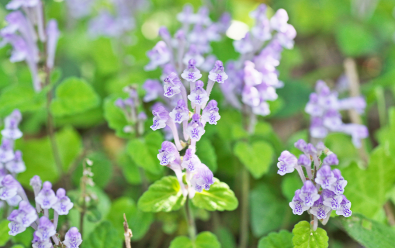 Skullcap: The Nerve-Soothing Herb