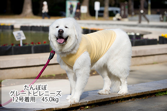 犬 服 Very 無地 コットン Tシャツ タンクトップ 3枚 セット 大型犬 犬服 ベリー かわいい Very Pet