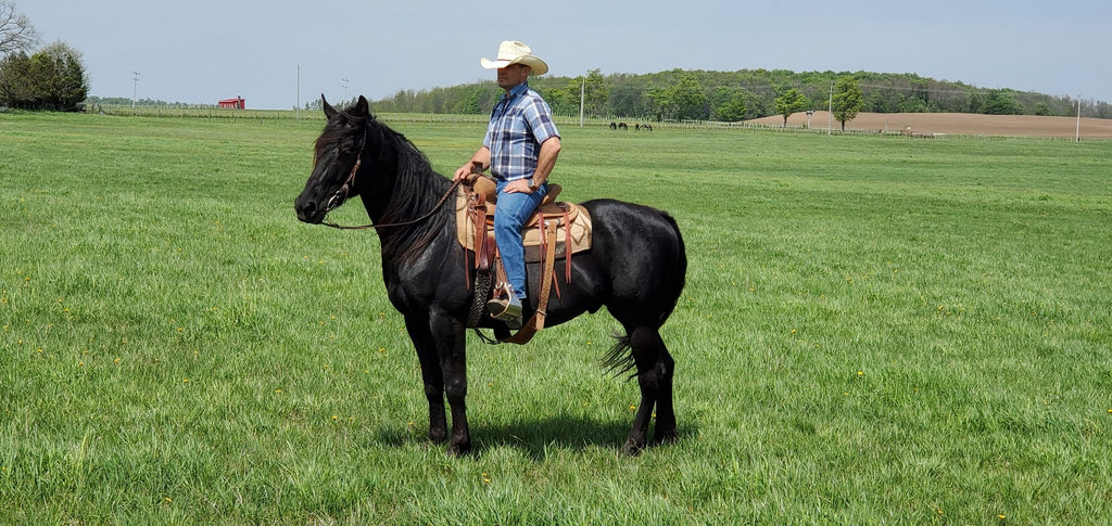 Stormy and Jason on The Horse Trainers tv series