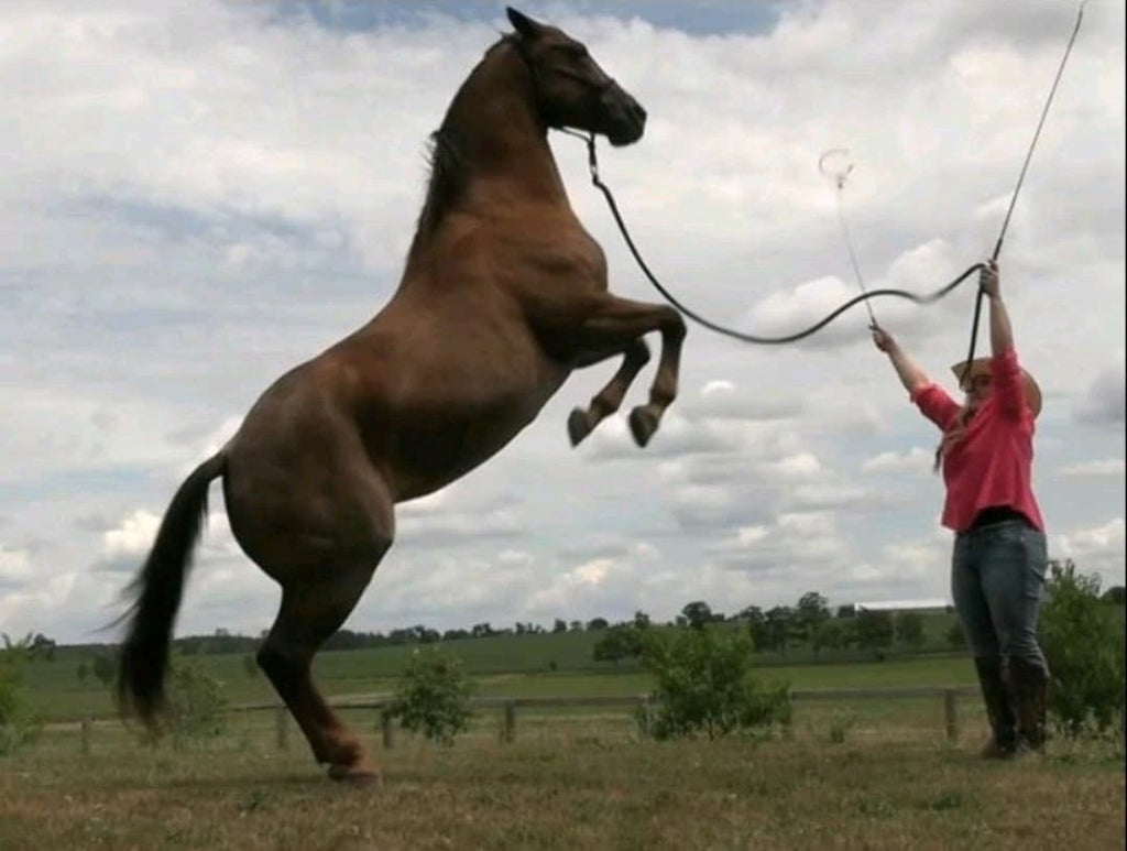 Bronwyn Irwin and Kate horse rearing liberty tricks movie tv film work