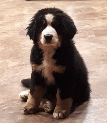 bernese mountain dog puppy ckc