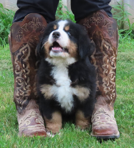 CKC Bernese Mountain Dog Puppy Ontario Canada